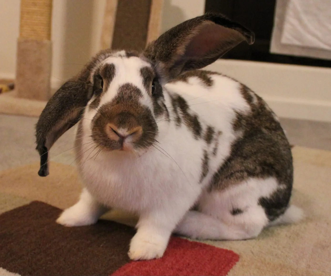 Alex, a brown and white rabbit with one ear up and one ear down.